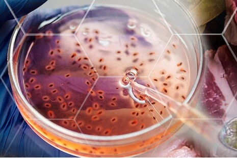 Cells in pipette plate