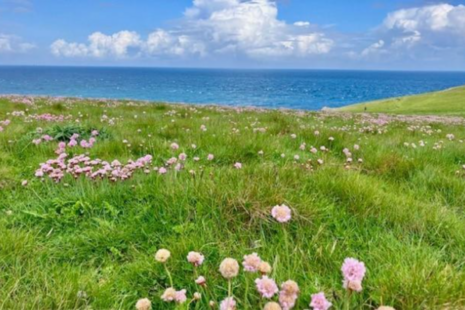 landscape picture of sea and grassland