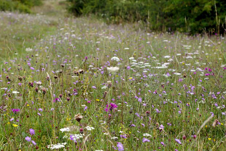 wildflower field