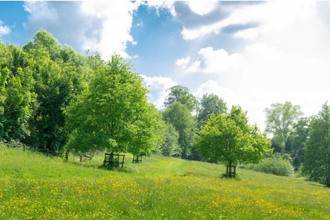 Trees growing by a meadow on a sunny day