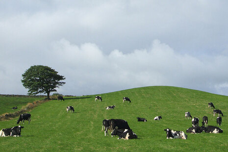 Image of cows on a hill