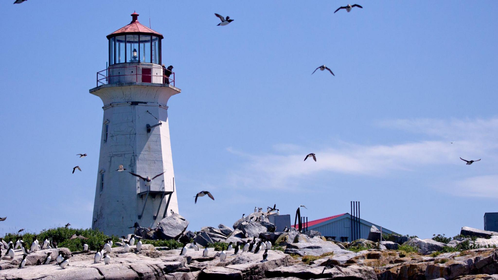 The lighthouse on Machias Seal Island surrounded by rocky terrain and dozens of puffins, some flying in the clear blue sky and some perched on the rocks.