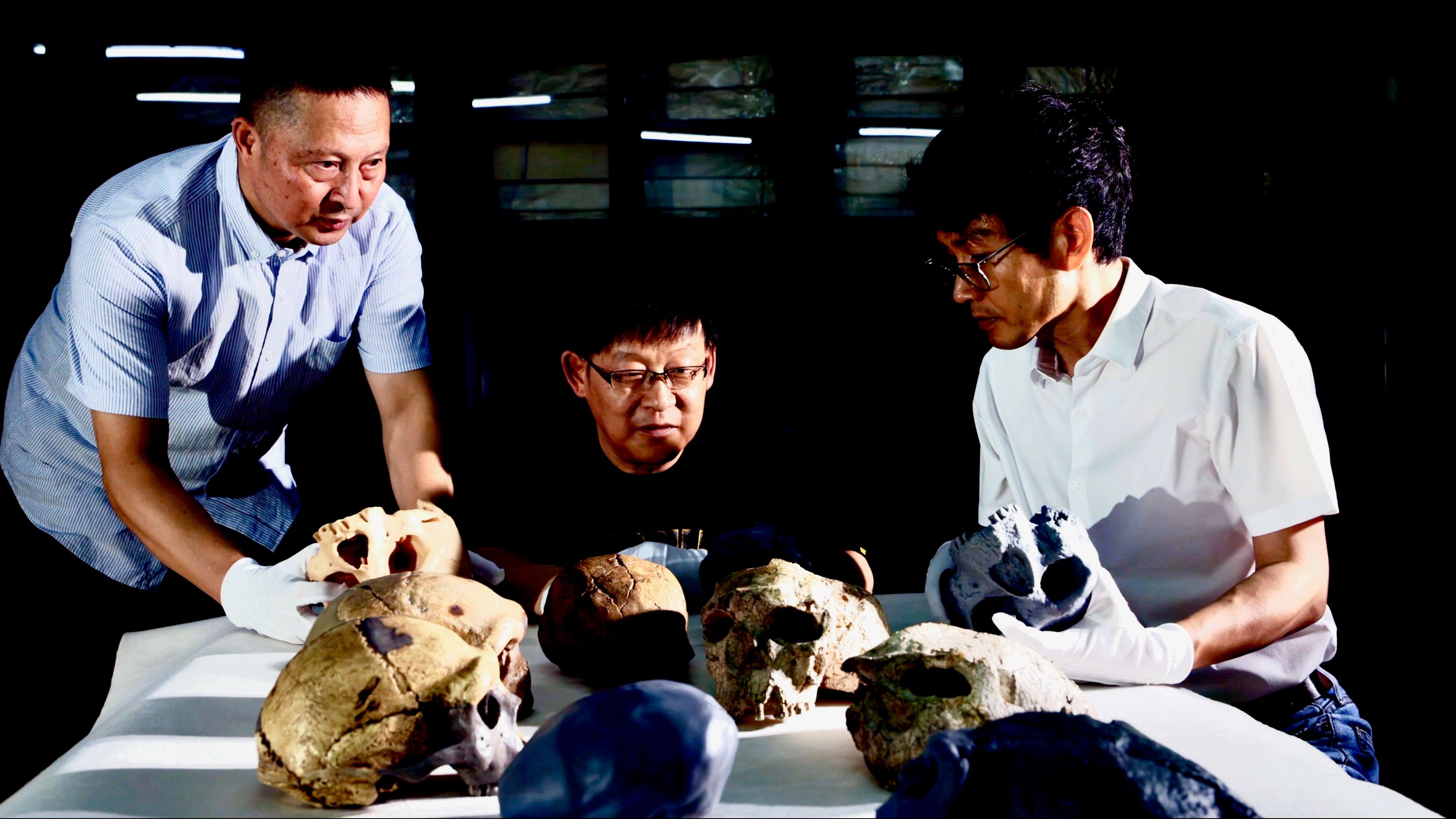 Three Chinese scientists around a table on which there are five skulls. Three appear to be the original distorted fossils, two are grey/blue coloured reconstructions and another white skull appears to be of another species. Two of the scientists are holding replica skulls
