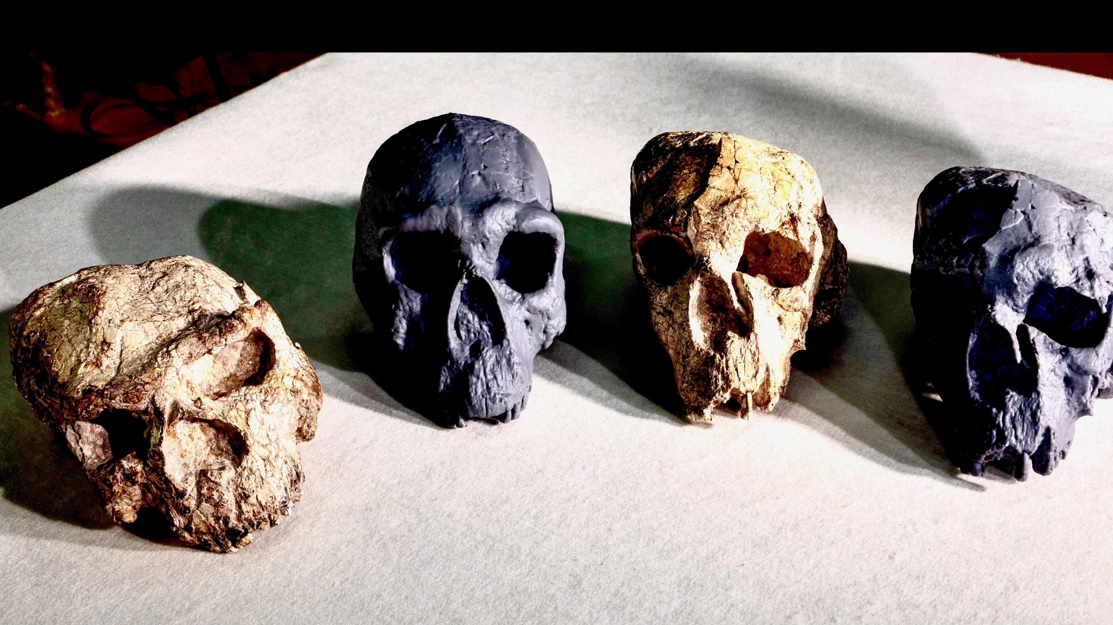 Four skulls on a table. Two white skulls are distorted and next to them are two grey skulls that are undistorted.