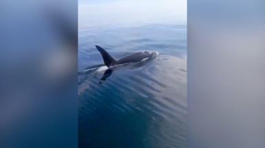 A killer whale breaching the surface of the North Sea, seen from beside a fishing boat