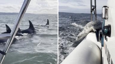 On the left of the image, the dorsal fins of three orcas can be seen cutting through turquoise water. On the right of the composite image, a seal is pictured curved over the side of a boat.