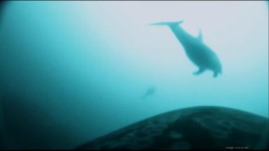 Footage from a camera stuck to a killer whale shows a dolphin ahead