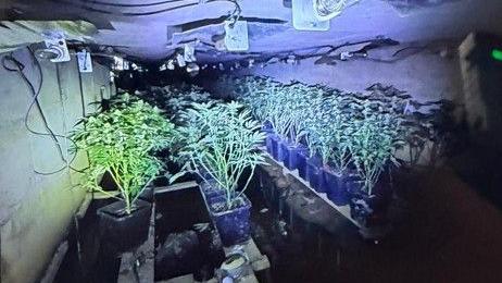 Rows of cannabis plants in a drainage culvert underneath the M1. Fluorescent lighting is tacked to the ceiling above the plants.