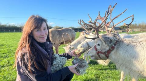 Woman on the left with dark hair and she is wearing a jumper and gilet. She is leaning down and feeding reindeer. There are four reindeers in the background that are white coated. They have big antlers.
