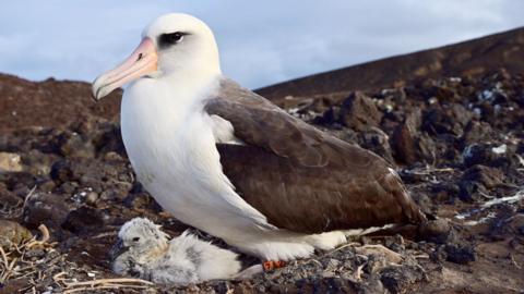 An albatross sitting over a chick