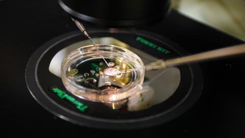 A clear petri dish stands is illuminated from below through an aperture in a black platform. There are blobs of fluid in the petri dish and two needle-like implements are there to perform microscopic manipulation of embryos