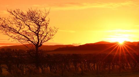 The sunrise over mountain tops creates a flare effect. A bare tree is cast in silhouette in the foreground.