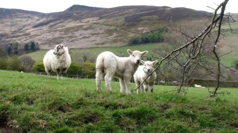 Two lambs and an adult sheep in a grassy field, with Kinder Scout in the background. A branch from a tree hangs down at the front of the shot, partially obscuring one of the lambs' faces. In the distance, there are other sheep and a traditional Peak District wall.
