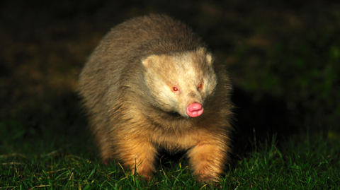 An albino badger walks across grass at night