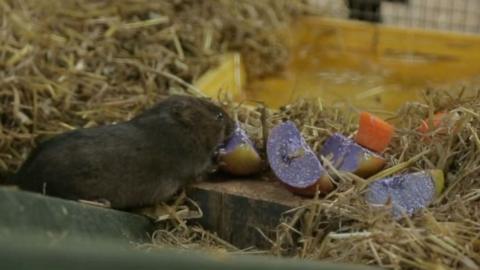 Captive water vole nibbles on one of four slices of glitter-coloured apple