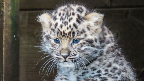 A picture of Zeya the red leopard cup at her base. She is white in colour with a leopard print side and face. She has blue eyes and long whiskers.