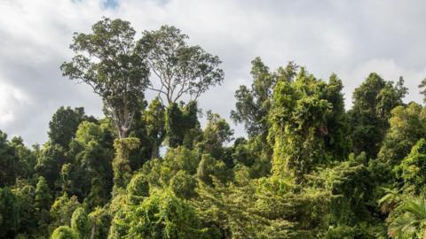 Aerial view of tropical rainforest in Australia