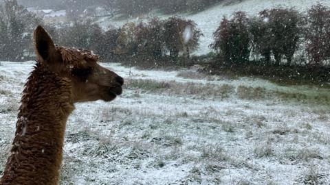 The head and neck of a brown alpaca can be seen from the side as they stand in a snowy Cotswold field, with more snow falling. At the boundary of the field, there is a line of trees and hedges, and the field above is sloping upwards up a hill.