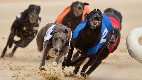 Five greyhounds sprinting round a track at high speed. Each dog is wearing a coloured jacket with a number on it. The jackets are white, blue, red, orange and black. The dogs' paws are kicking up sand as they run.