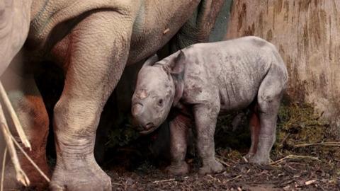 Baby rhino.