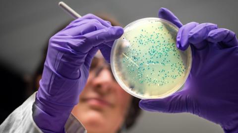 In the foreground is a round, translucent, petri dish with tiny blue dots of bacterial growth. It is being held by a scientist, out of focus in the background, wearing a pair of purple latex gloves and using a fine needle-like implement to manipulate the blue bacterial colonies.