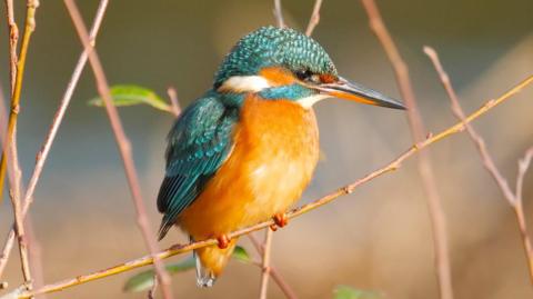 An orange chested, blue headed and silver beaked king fisher perched on a thin twig