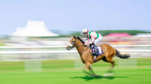 A horse and jockey race along a green circuit. The grass is bordered by white safety fencing and the background is blurred giving the impression of speed and movement.