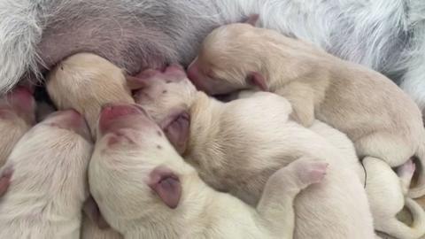 Labrador puppies feeding from their mother