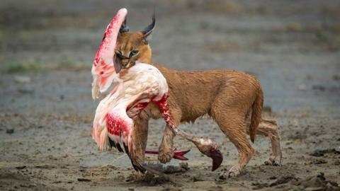 Caracal gripping a bloody flamingo mid-hunt on a sandy lakeshore.