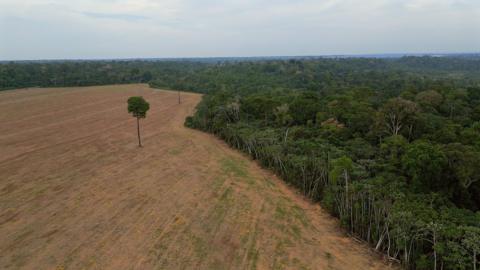 A rainforest stops where an area is cleared to make way for a soya plantation. Next to a line of trees, there is a brown open field with a single tree standing in the middle.