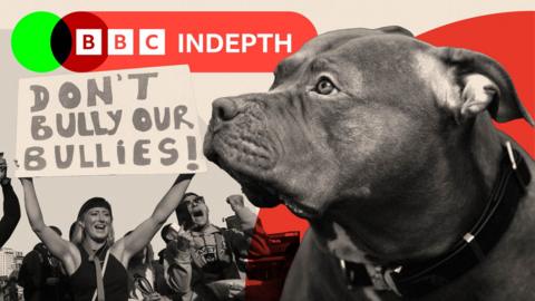 Montage image showing an XL bully dog and a demonstration by those opposing a ban on the breed