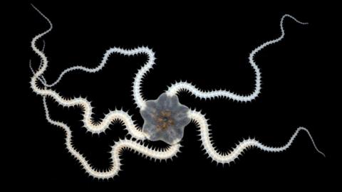 A creature called a brittlestar. It has a grey, star-shaped body with orange segments in the middle, and five long legs with nodules like a centipede