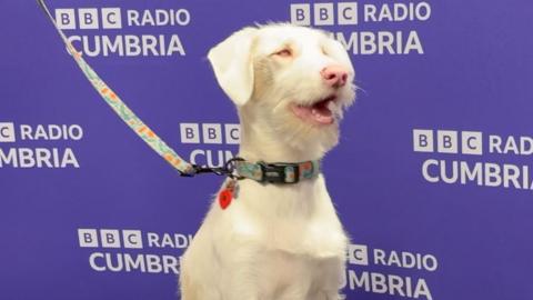 Happy the dog in the BBC RadioCumbria studio