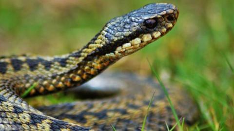 A close-up of an adder curled up in grass.