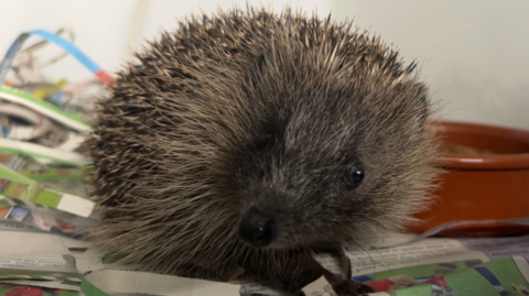 A hedgehog sitting on a surface covered with shredded newspaper. The hedgehog has a round body covered in sharp brown and cream-coloured spines, with a darker face and small black eyes. Behind the hedgehog, there is an orange or terracotta dish, likely for food or water.