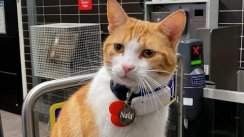 A ginger and white cat, sitting in a railway station, with a collar, with a tracker on it and her name. A ticket barrier can be seen behind her, and a gate, as well as a grid.