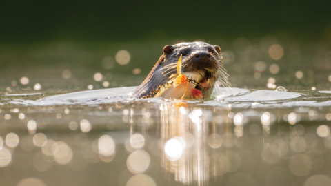 A European otter is captured in the water with a fish in its mouth. The sunlight on the water creates dazzling bursts of light.