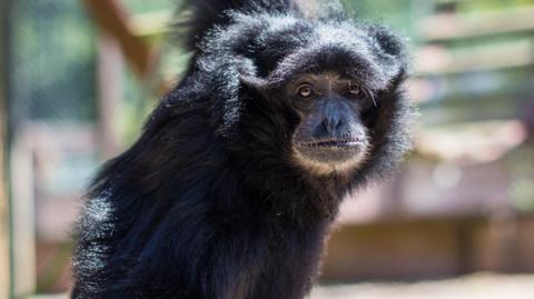 Bog, a black gibbon, hanging by one arm and looking into the camera