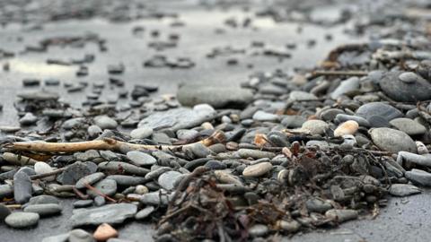 A pile of stones and seaweed on a roadway.