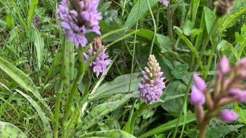 Orchids growing in a slightly overgrown road verge. There is a selection of small pink orchids at various stages of growth among grass and weeds.