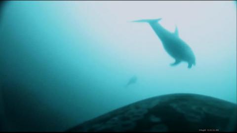 Footage from a camera stuck to a killer whale shows a dolphin ahead
