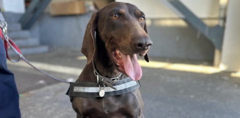 A brown dog with its tongue out is looking to the side of the shot. It is wearing a black and silver collar and a lead.