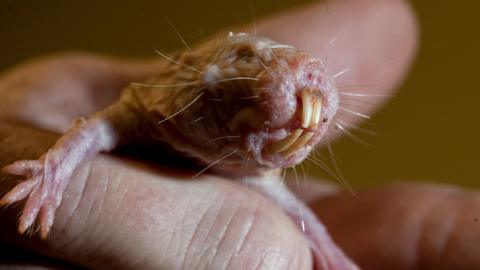 The image is a close-up of a naked mole rat. It is a small, pink, bald rodent that is being held by a person's hand. The rodent has large, protruding front teeth, tiny eyes, whiskers on its face and small, clawed feet.