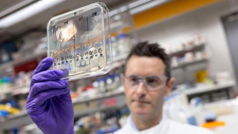A purple gloved hand holds a clear plastic box (containing bacteria) in the near ground while behind and out of focus you can see a male scientist wearing lab coat and thick protective glasses looking at what he's holding.