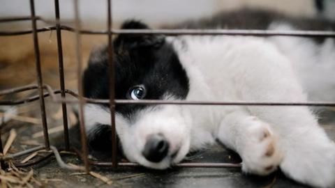 A stock image of a black and white dog is laying on the floor of a cage. Its paw and nose is through the metal cage which is brown.