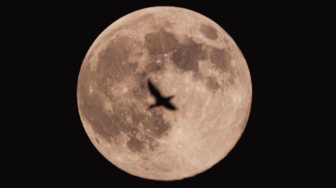 The shadow of a bird is silhouetted against a full moon on a black sky.