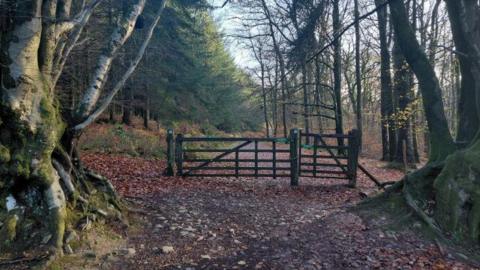 A view of a footpath on the Quantock Hills in Somerset. The path is covered in leaves and its leading through a wooded area.