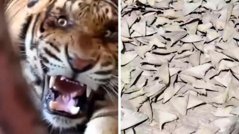 A roaring tiger and a pile of dried shark fins