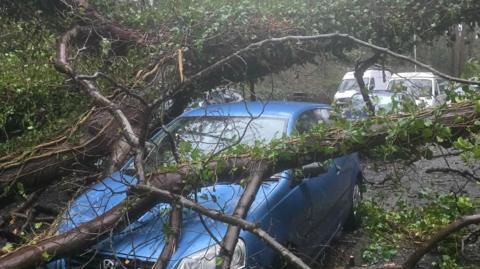 A small light blue car with the branches of a large tree across the bonnet on Mona Drive. There are other cars parked behind it.