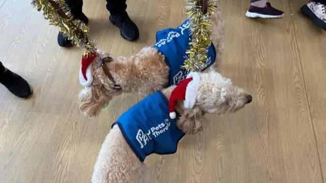 Two dogs wearing tinsel and blue coats on a wooden floor